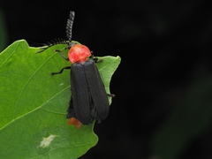 Vesta chevrolati