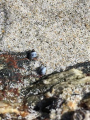 Austrolittorina