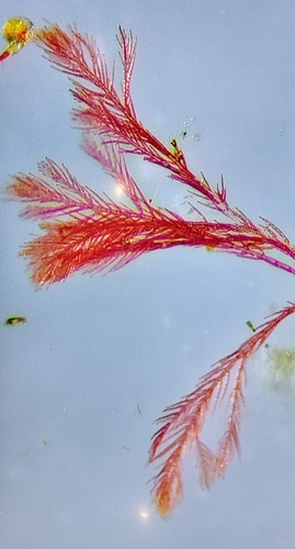 Antithamnionella spirographidis, 2026-04-06