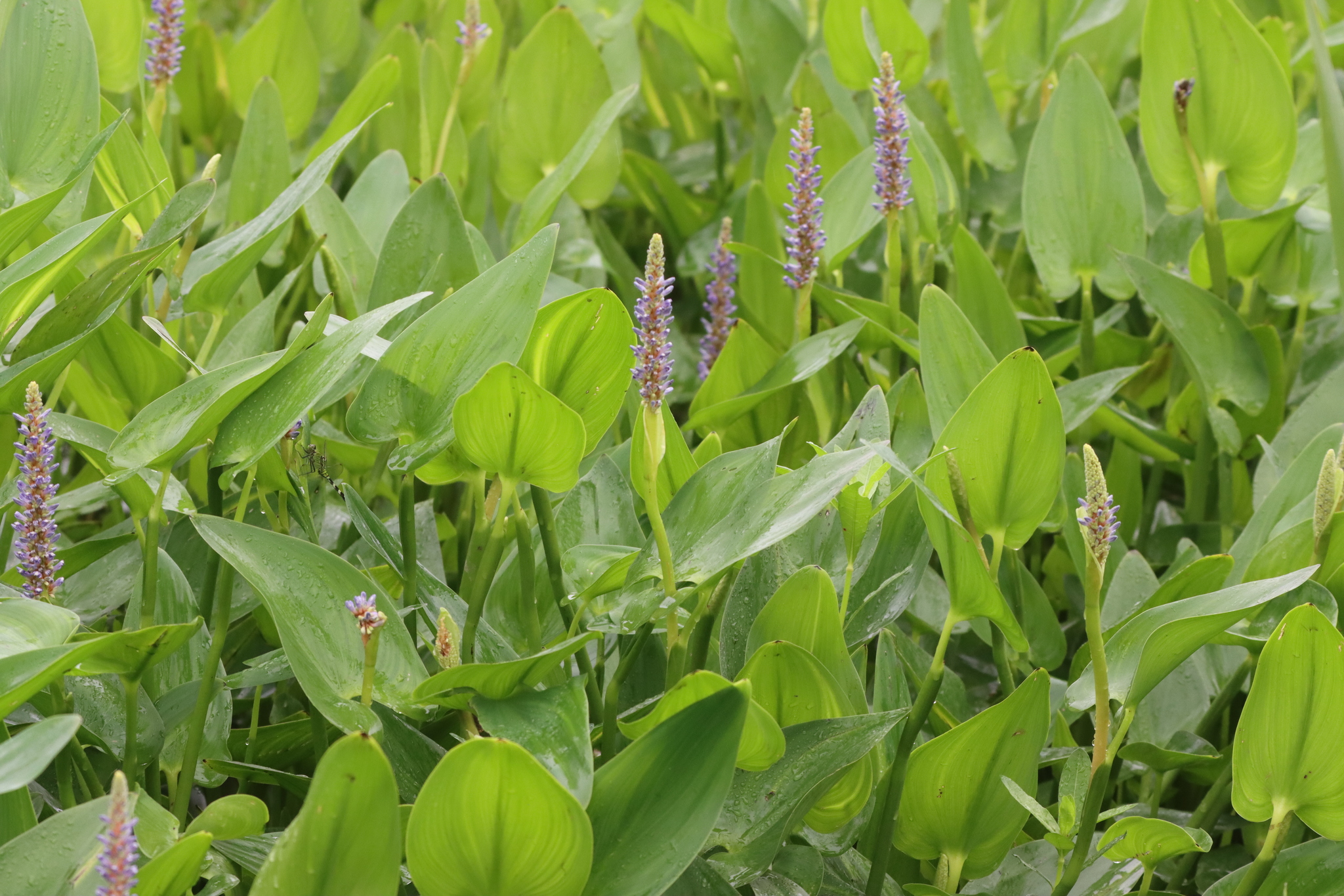 Pickerelweed (Pontederia cordata)