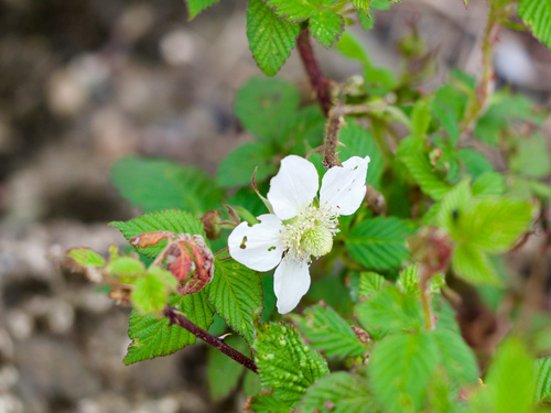 Rubus hirsutus (Rubus hirsutus)