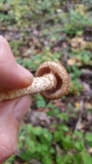 Lacrymaria echiniceps