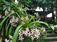 Vanda tricolor