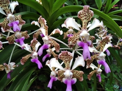 Vanda tricolor