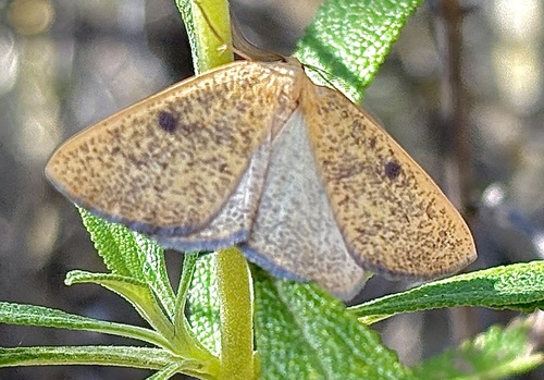 iNaturalist observation photo of Sulphur Moth