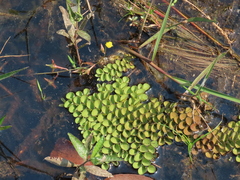 Salvinia cucullata