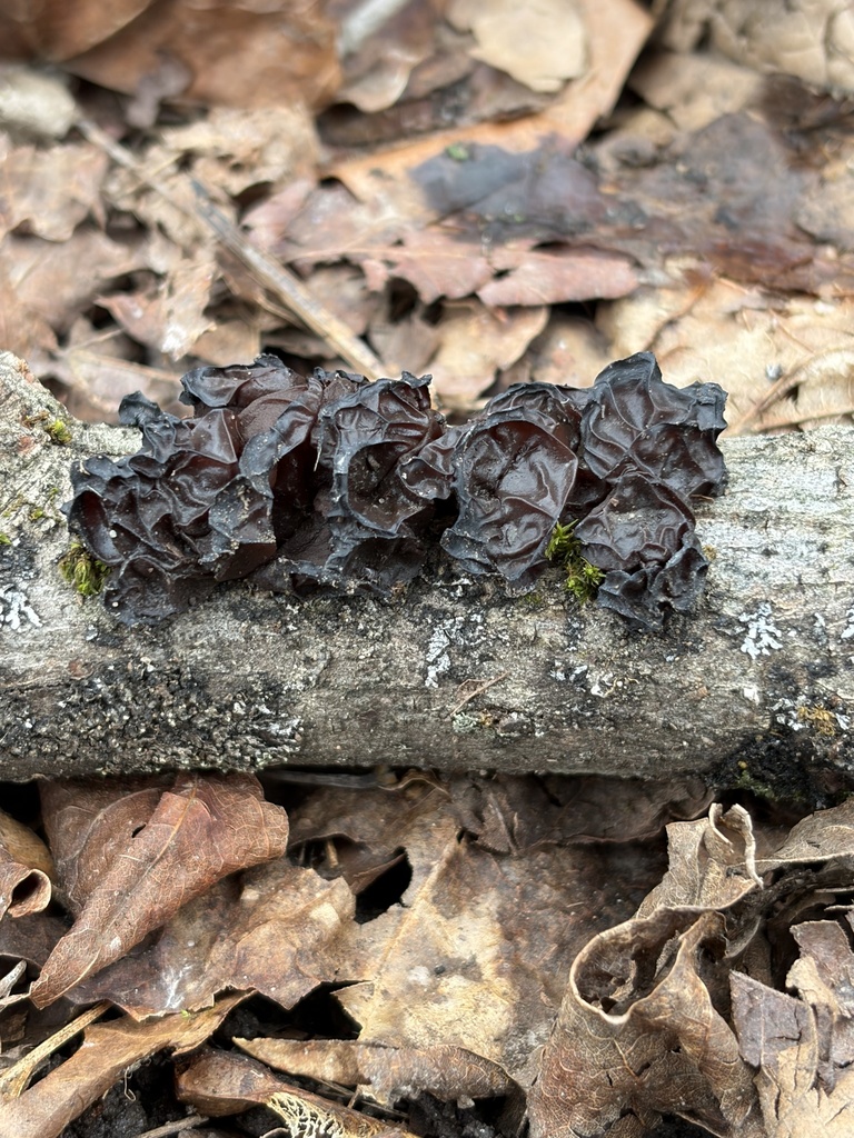 Exidia crenata · April 2026 · photo: © julietrav24 (iNaturalist, cc-by)