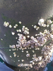 Semibalanus cariosus