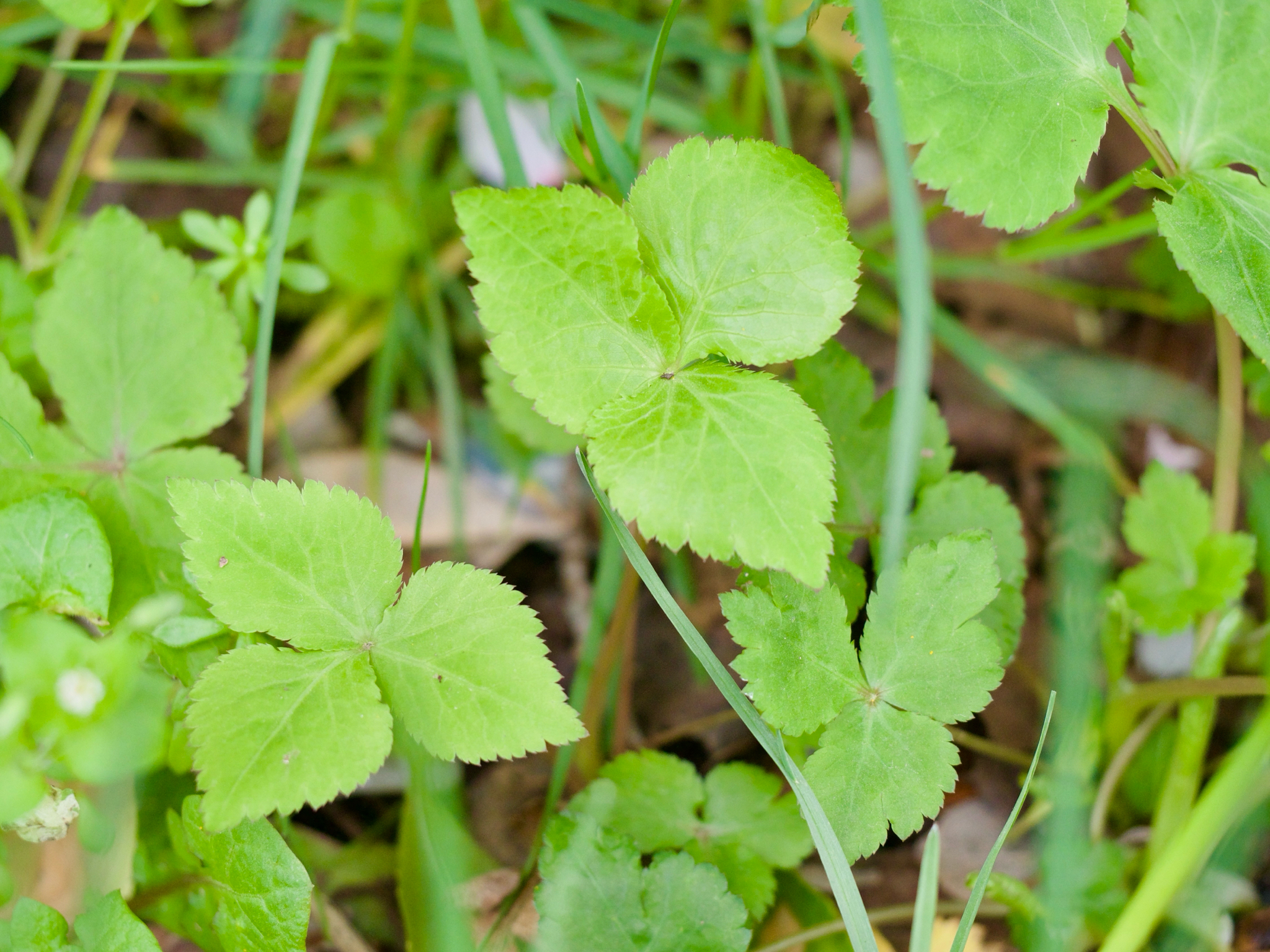 Japanese Honewort (Cryptotaenia japonica)