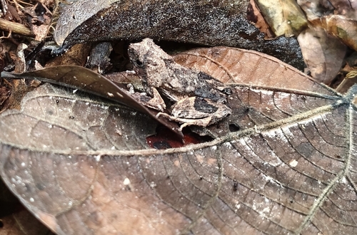Freiberg's Dwarf Frog, Engystomops freibergi