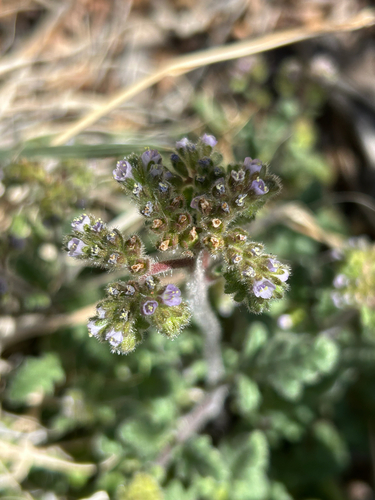Skyblue phacelia (Phacelia coerulea)