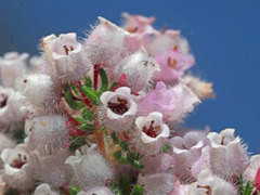 Erica parviflora