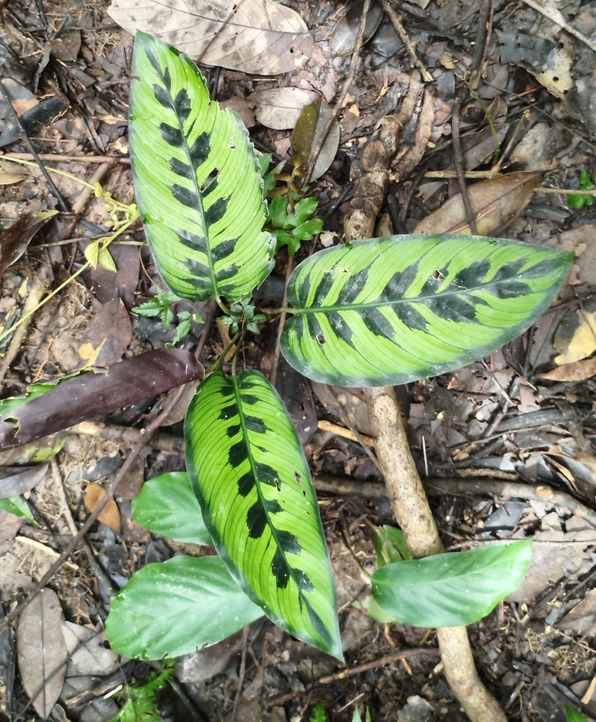 Goeppertia variegata; photograph Natan Gabriel, CC BY, iNaturalist via GBIF