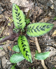 Goeppertia variegata