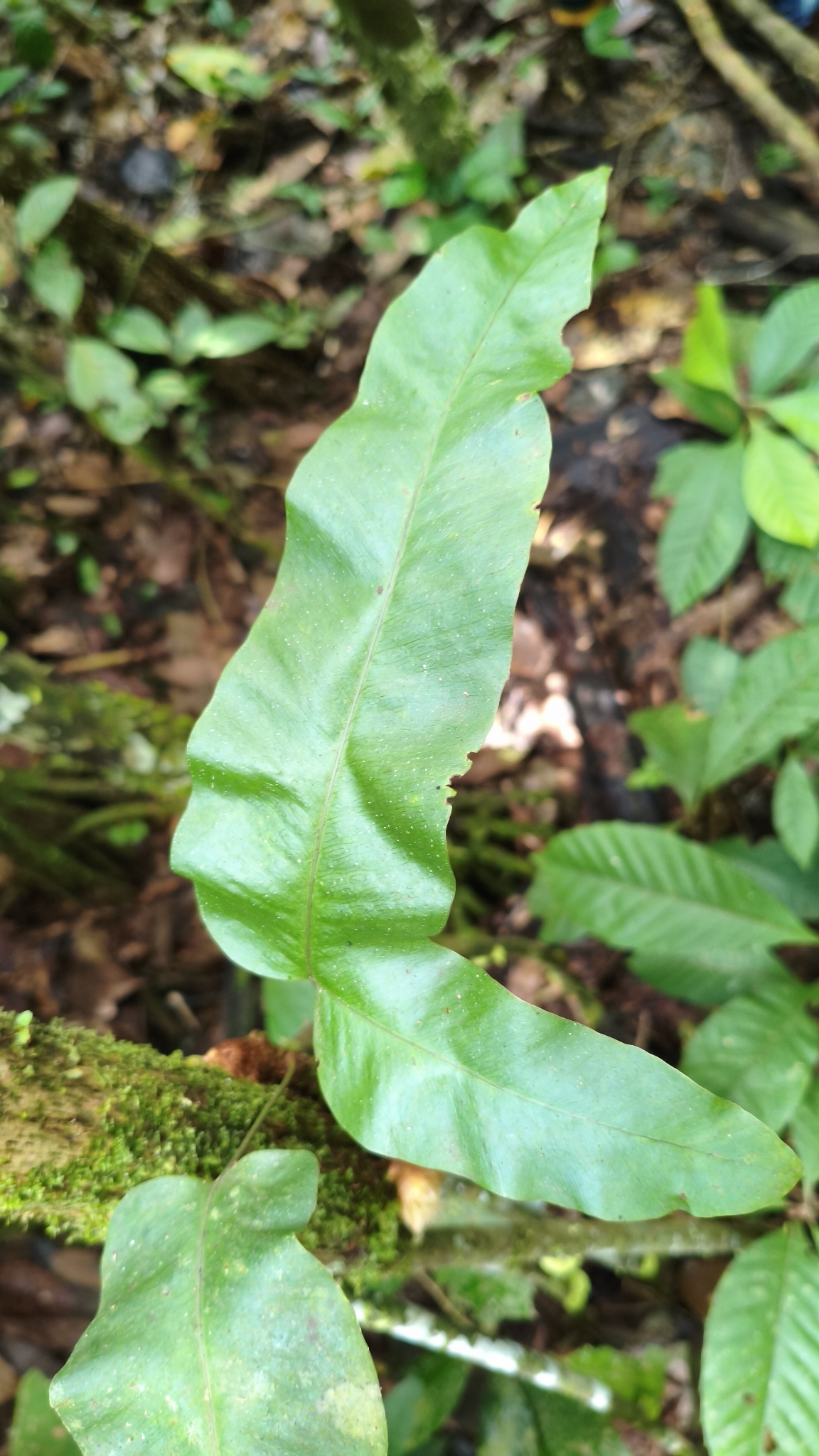 Golden Polypod (Phlebodium decumanum)