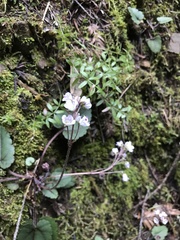 Veronica californica