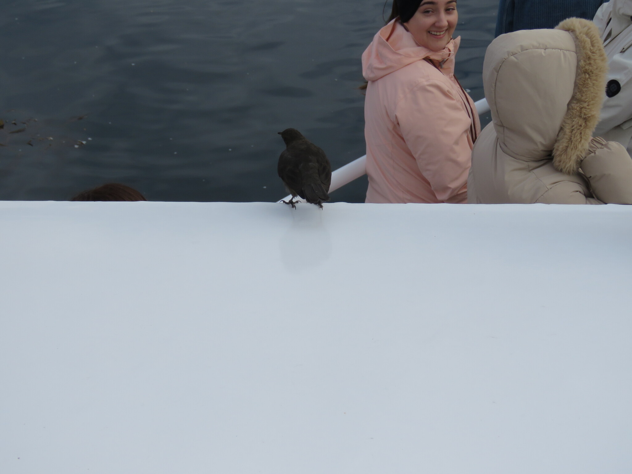 Blackish Cinclodes (Cinclodes antarcticus), photo 10