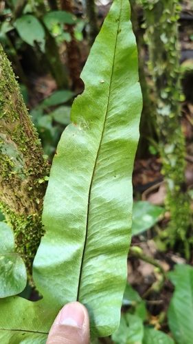 Phlebodium decumanum, photograph 2
