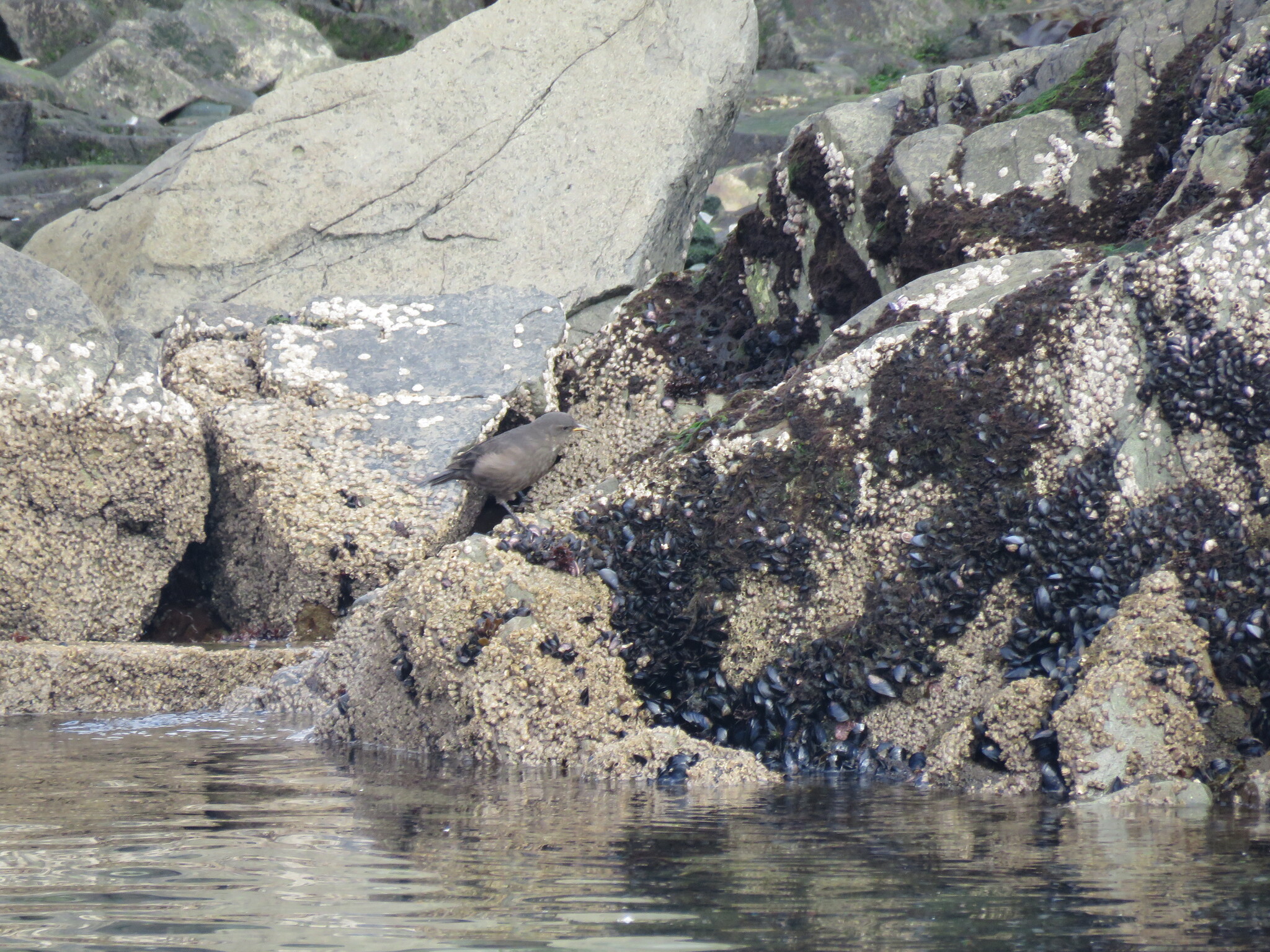 Blackish Cinclodes (Cinclodes antarcticus), photo 7