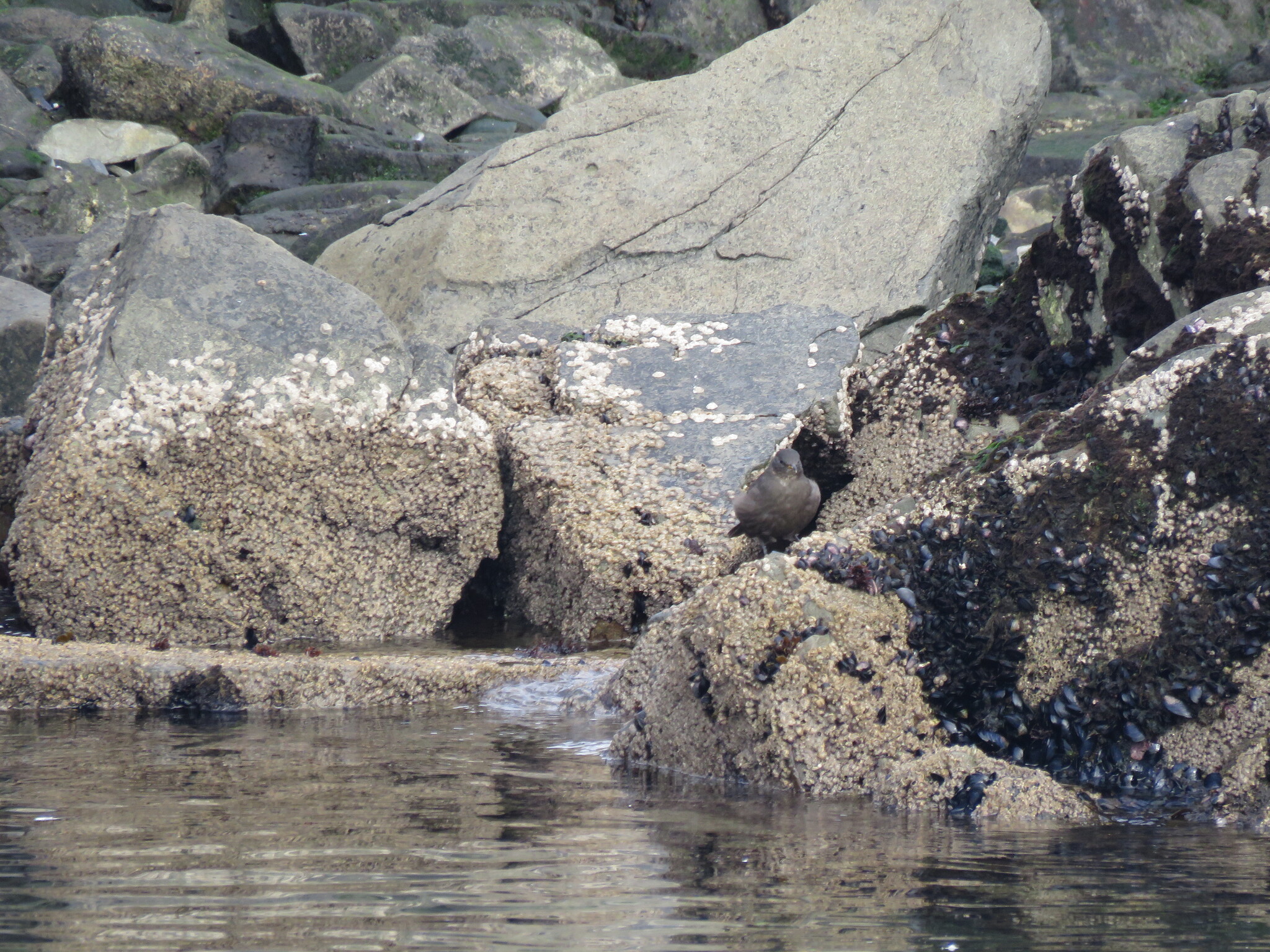 Blackish Cinclodes (Cinclodes antarcticus), photo 6