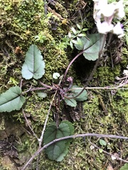 Veronica californica