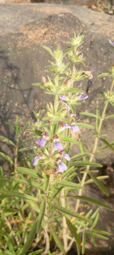 Hygrophila senegalensis