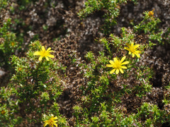 Cullumia setosa microcephala