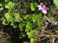 Pelargonium cucullatum strigifolium