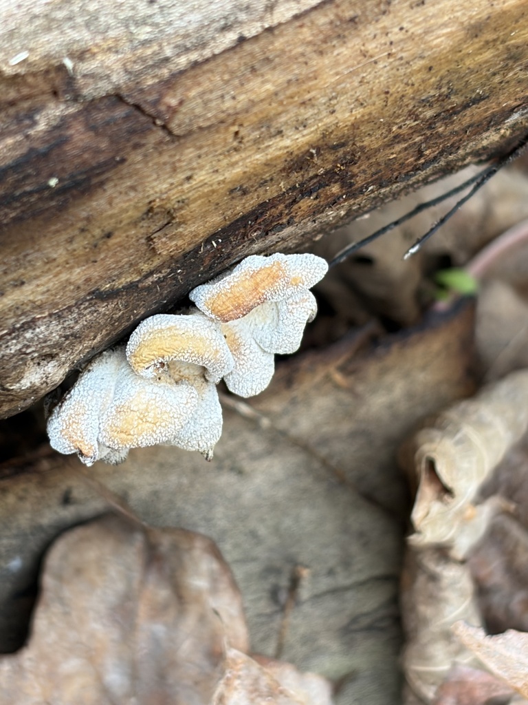 Panellus stipticus · April 2026 · photo: © julietrav24 (iNaturalist, cc-by)