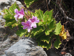 Pelargonium cucullatum strigifolium