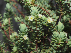 Clutia alaternoides