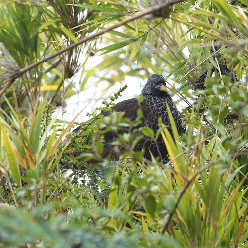 Andean Guan (Penelope montagnii), photo 6