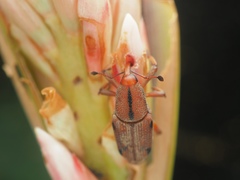 Metaprodioctes formosanus