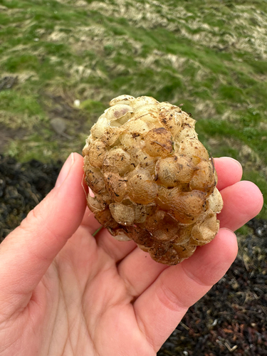 Buccinum undatum