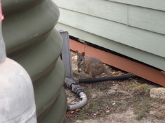 Notamacropus eugenii decres