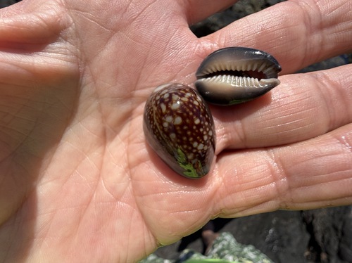 Monetaria caputophidii