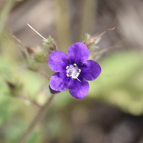 Parry's phacelia (Phacelia parryi)