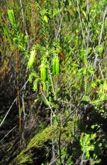 Erica viridiflora viridiflora