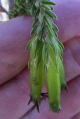 Erica viridiflora viridiflora