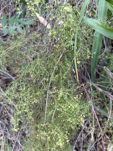 graceful bedstraw (Galium porrigens)