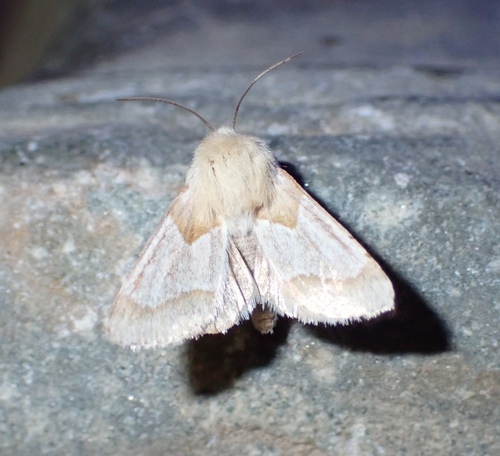 Schinia ligeae photo 5