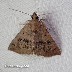 Hypena nocturnalis
