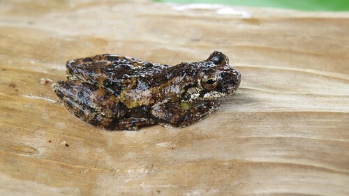 Picos Treefrog