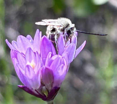 iNaturalist observation photo of Melissodes