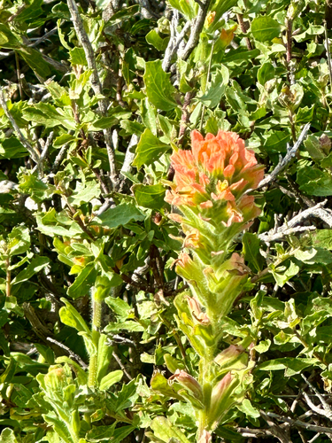 Wight's Paintbrush (Castilleja wightii)