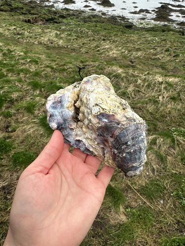 Magallana gigas
