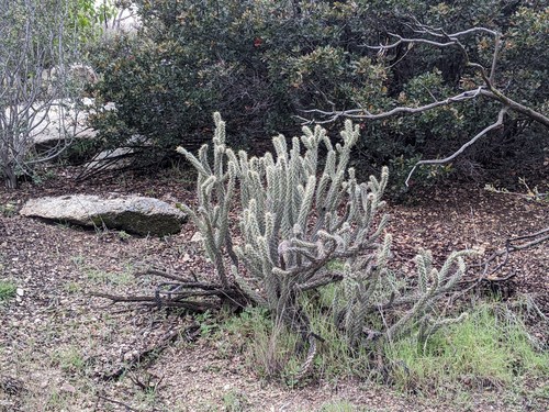 Cane Cholla