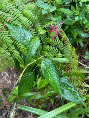Dianthera secunda, photograph 5