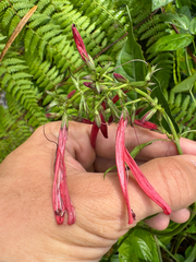 Dianthera secunda, photograph (c) Matteo Bellucci, some rights reserved (CC BY)