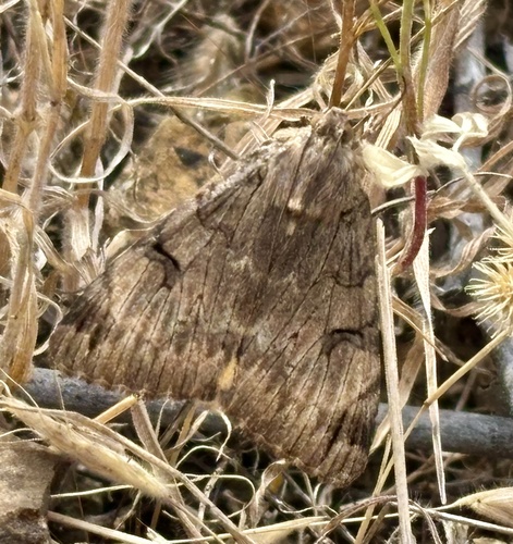 iNaturalist observation photo of Drasteria ochracea